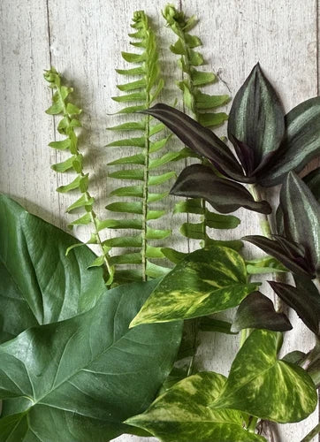 Rooted Plant Cuttings Set - 12 Healthy Cuttings - Pothos, Wandering Jew, Arrowhead Vine, Ferns - Ideal for Propagation