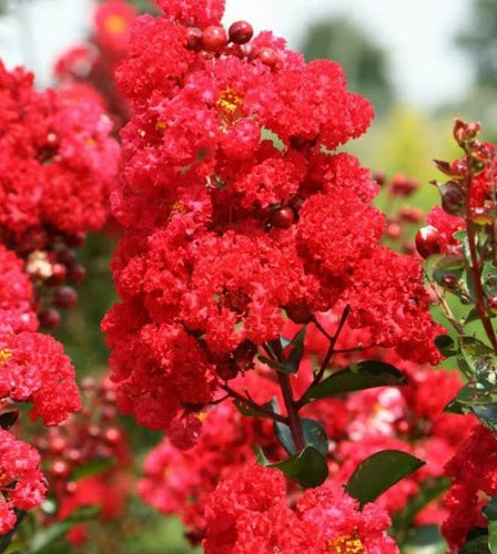 Milk Crape Myrtle Cuttings - 7 Fast Growing Rooting Cuttings (Lagerstroemia) for Propagation and Gardening