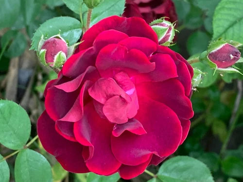 Red Rose Cuttings - 5 Healthy 6-Inch Cuttings for Planting - Floribunda Variety - Perfect for Tea - Unnamed Variety