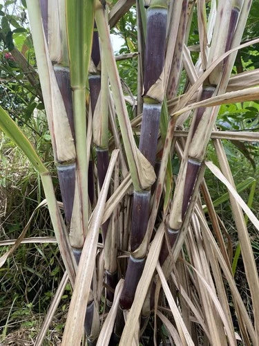 Organically Grown Sugar Cane Cuttings - 3 Large Fresh Cuttings for Planting - Sweet Juicy Green Sugarcane (Saccharum officinarum)