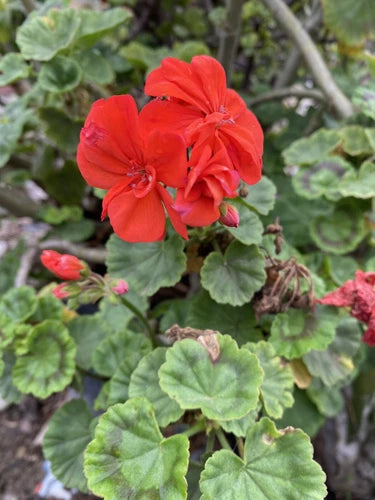 Organic Geranium Cuttings 5 Pack - Vibrant Orange Flowers - Pelargonium spp. - Low Maintenance Garden Plants