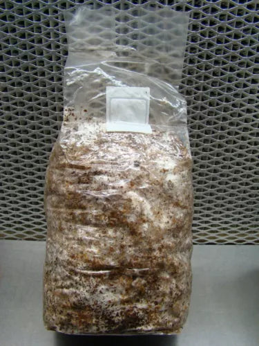 Shiitake Mushroom Grow Bag 3 lbs - Inoculated & Ready to Fruit - Lentinula edodes - Easy Home Cultivation