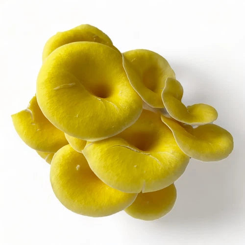 Organic Mushroom Grow Kit - Golden Oyster - USDA Certified - R&R Cultivation - Easy to Grow, Homegrown Gourmet Mushrooms