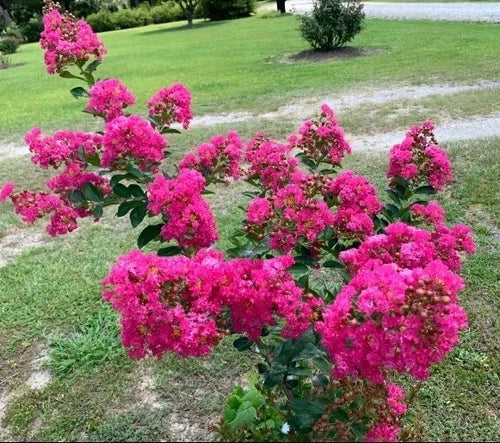 Pink Velour Crape Myrtle Tree Seedlings - 2 Bare Root Live Plants (Lagerstroemia indica) - Drought Tolerant, Pink Blooms, Zones 6-9