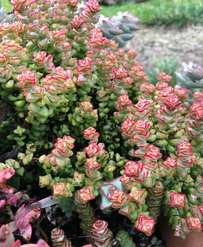 Crassula Cuttings, 2 Pieces, Tom Thumb Variety, 3-4 Inches - Crassula ‘Tom Thumb’ for Easy Indoor Gardening