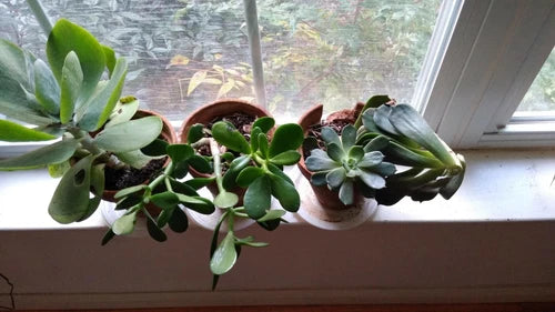 Succulent Cuttings Mix - 10 Assorted Varieties for Terrariums - Easy Care Succulent Plants