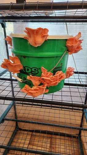 Pink Oyster Mushroom Liquid Culture 10ml - Pleurotus djamor, Vibrant Pink, Easy to Grow, Ideal for Home Cultivation