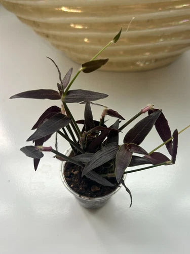 Jose Puig Black Tradescantia Cuttings - (10) Fresh Cuttings for Easy Growing Houseplant - Tradescantia zebrina