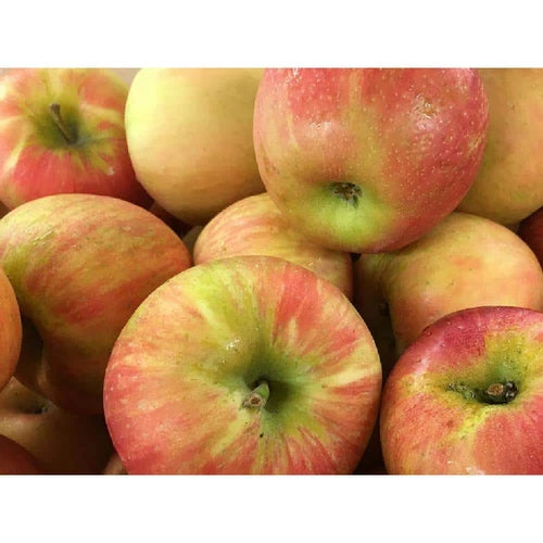 Dwarf Honeycrisp Apple Tree Bare Root - Organic Malus pumila 'Honeycrisp', Sweet Flavor, Disease Resistant, Pollinator Required