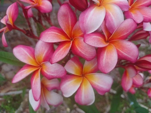 Plumeria Cuttings 8-10" Single Tip Frangipani Flowers - Color Varieties (Plumeria spp.)