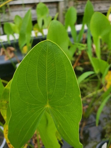 Live Arrowhead Pond Plant - Bare Root Aquatic Plant for Koi Fish (Sagittaria latifolia) - Ideal for Water Gardens
