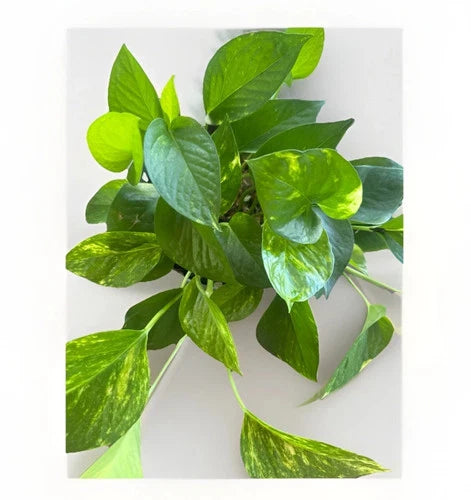 Golden Pothos Cuttings Set of 5 | Indoor/Outdoor Live Plant | Epipremnum aureum | 6 Inch Rooted Multicolor Foliage