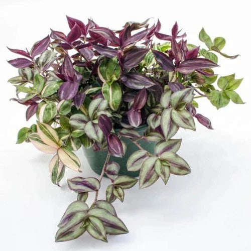 Tradescantia Combo Rhapsody Live Plant - Small Multicolored Hybrid Varieties - Tradescantia spp. Ideal for Hanging Baskets