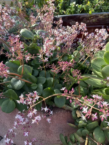 Rare Succulent Cuttings - Crassula Multicava ‘Fairy Crassula’ 5 Organic Cuttings for Easy Propagation and Garden Color