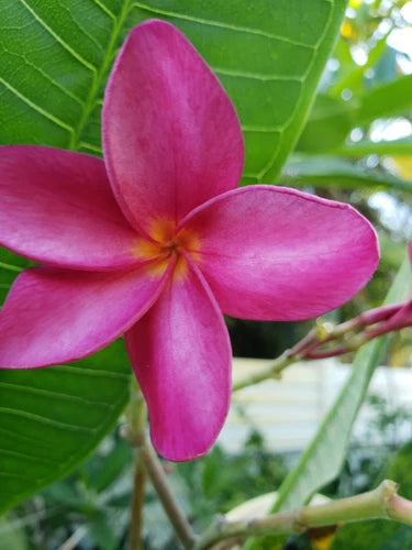 Plumeria Cutting 8-10" Miami Pink Frangipani - Tropical Flowering Plant for Leis - Ideal for Indoor/Outdoor Growing
