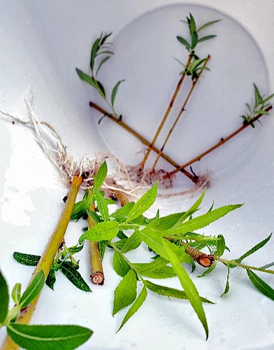 Rooted Weeping Willow Tree Cuttings - 3x Salix Babylonica - Pre Bonsai or Landscape - Silver Willow for Moist Areas