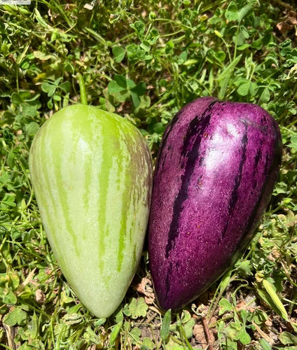 Pepino Melon Cuttings - 8 Mixed Varieties (4 Gold, 4 Purple) - Delicious & Refreshing - Solanum muricatum