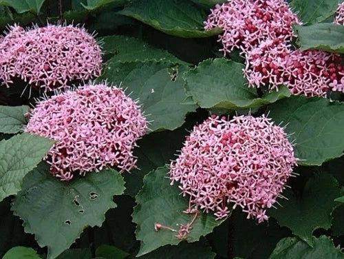 Pink Clerodendrum Cuttings with Roots - 3 Count - Ready to Plant (Clerodendrum thomsoniae)