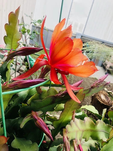 Epiphyllum Cutting 2x Rare Orange Bloom Orchid Cactus - Epiphyllum