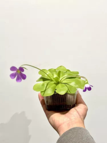 Pinguicula Butterwort Plant - Carnivorous Pest Control - Green Leaves - Natural Insect Trap - Easy Care Plant
