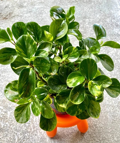 Variegated Peperomia Obtusifolia Marble Rubber Plant - Bare Root Peperomia Variegata - Indoor Houseplant - Peperomia obtusifolia