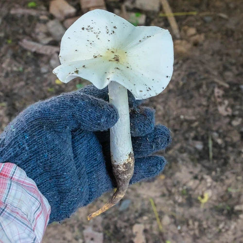 Termite Mushroom Liquid Culture - Termitomyces albuminosus - Edible, High Viability, Easy Cultivation for Home Growing