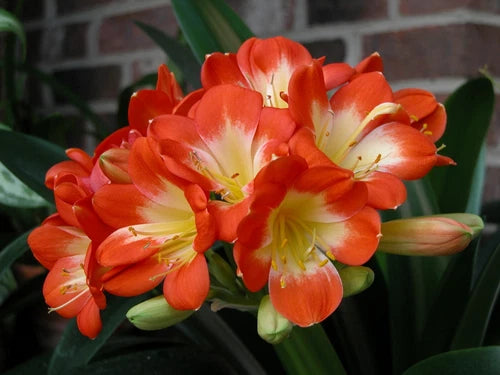 Live Clivia Miniata Plant, Orange Flowers, Bush Lily, Ready to Plant, Fragrant Perennial