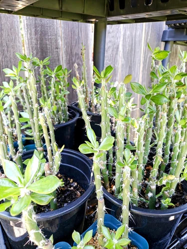 Fresh Pereskiopsis Spathulata Cuttings 4"-5" Grafting Stock - Pack of 6, Ideal for Home and Garden Enthusiasts