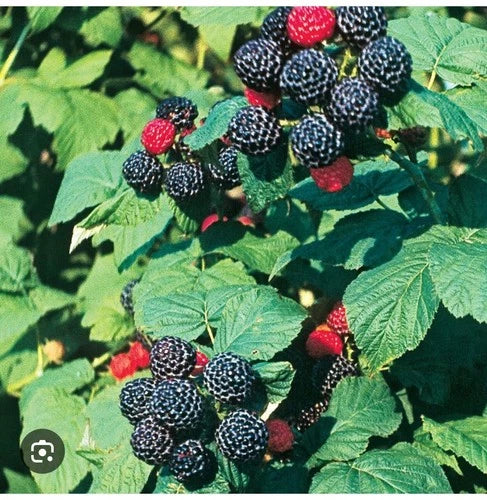 Live Black Raspberry Plants - 3 Organic Berries, Wild Variety - Rubus occidentalis - 1ft Cut Before Leaf Level