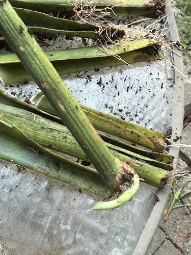 Live Snake Plant Cuttings with Roots – Sansevieria – Easy Care Air Purifying Houseplant – Perfect for Beginners