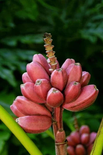 Musa Banana Tree Small Rooted Starter Plant Bordelon Variety Ornamental Tropical Plant