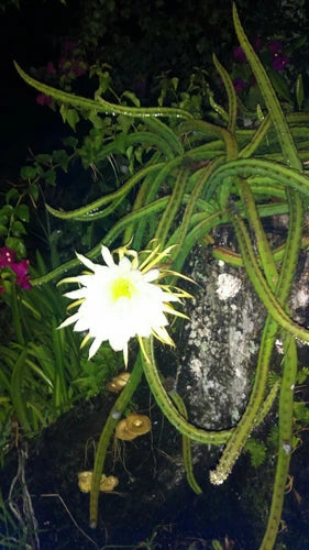 Night Blooming Cereus Cactus 4" Rooted Queen of the Night Selenicereus grandiflorus - Easy to Grow Live Plant for Home Garden