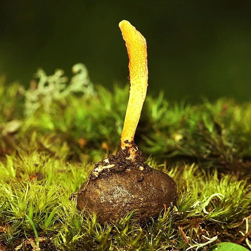 Cordyceps Militaris Liquid Culture Syringe - 12cc Medicinal Mushroom Cultivation, Orange Fungi, Health Benefits