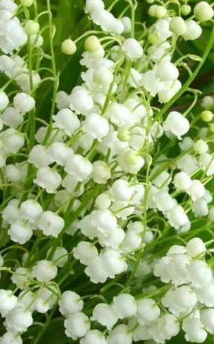Lily of the Valley Bare Root Plants - 10 Large Live Perennials - Convallaria majalis - White Ground Cover for Gardens