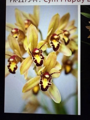 Cymbidium Orchid Bulb - Bare Root Plant - Surprise Variety - Orchidaceae