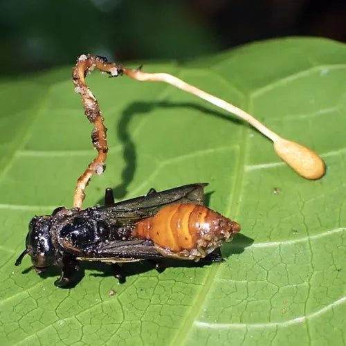 Wasp Killing Cordyceps Liquid Culture Syringe 12cc Ophiocordyceps sphenocephala Mycology Fungi Cultivation