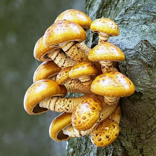 Chestnut Mushroom Liquid Culture - Pholiota adiposa - Gourmet Culinary Mushroom for Home Growing
