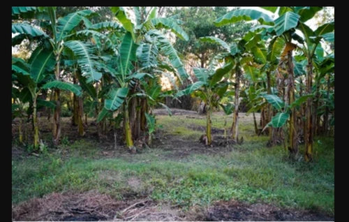 Live Banana Tree - Small Rooted Starter Plant - Lacatan Variety - Musa 'Lacatan' - Sweet Filipino Cultivar for Home Garden