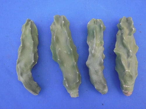 Totem Pole Cactus Cutting 6"-8" Thin Form Lophocereus schottii Unrooted Plant