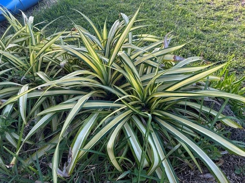 Dwarf Pandanus Live Rooted Cutting - Variegated Pandanus (Pandanus baptistii) - Tropical Ornamental Grass, 10 Inch Cutting