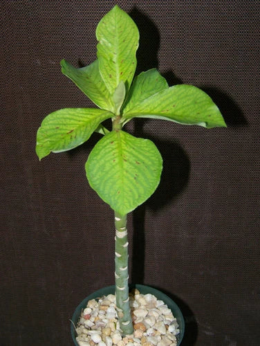 Synadenium Grantii Live Plant - Rare African Milkbush Succulent - 4" Bare Root Plant