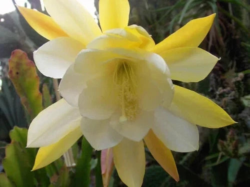 Epiphyllum Orchid Cactus Starter Plant - 'Reward' - 7" Tall, Newly Rooted, Bare Root, Epiphyllum Species