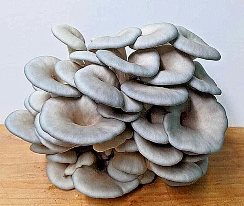 King Blue Oyster Mushroom Grow Kit - Ready-to-Use Pleurotus Hybrid - Fast Growing Gourmet Mushrooms at Home