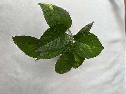 Golden Pothos Cuttings - 4 Healthy Rooted Indoor Plant Cuttings - Epipremnum aureum - Easy Care, Fast Growing
