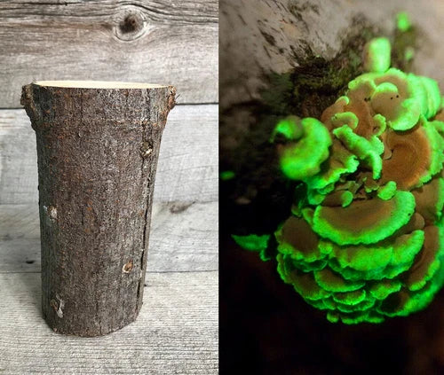 Glow in the Dark Mushroom Kit - Bioluminescent Panellus Stipticus Habitat Log Kit for Terrariums and Backyard Ecosystems