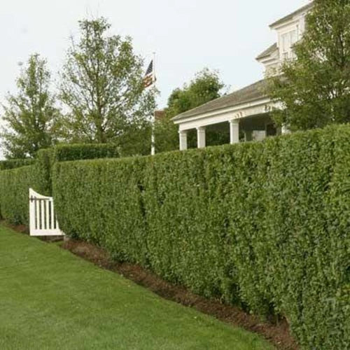Organic Privet Hedge Cuttings 6" Long - 4 Count Non-Rooted - Ligustrum for Landscape Design, Grown in U.S.A.