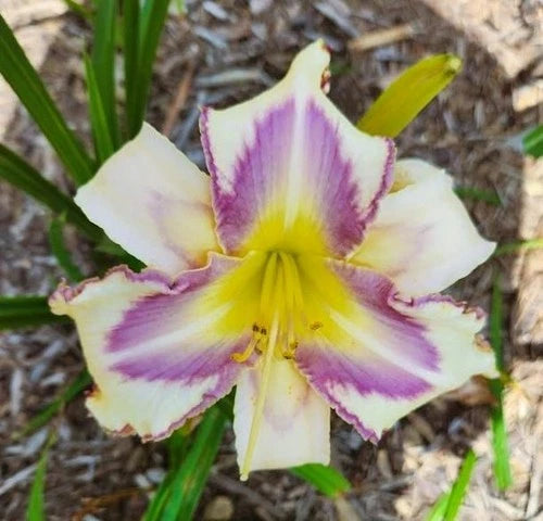 Daylily Live Plant - Large Blooming Cream Yellow with Lavender Eye - Hemerocallis 'Destined To See' - Drought Resistant