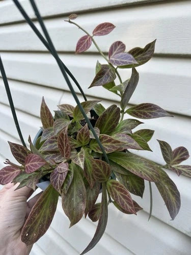 Hoya Plant 6” Pot Hoya obscura Multi-Rooted Cutting for Indoor Gardening