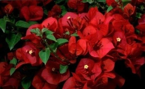 Bougainvillea Starter Plant 4 Inch San Diego Red Bougainvillea (Bougainvillea glabra) Well Rooted Live Plug USA Seller