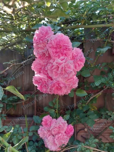 Heirloom 7 Sisters Pink Rose Bush Live Plant - Rambler Multif Flora - Organic Starter Plant - Climbing Rose - Rosa multiflora